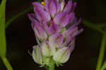 Purple milkwort